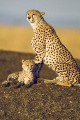 Female cheetah with cub