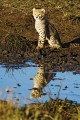 Cheetah cub