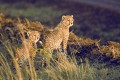 Cheetah cubs