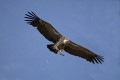Rupell's griffon vulture