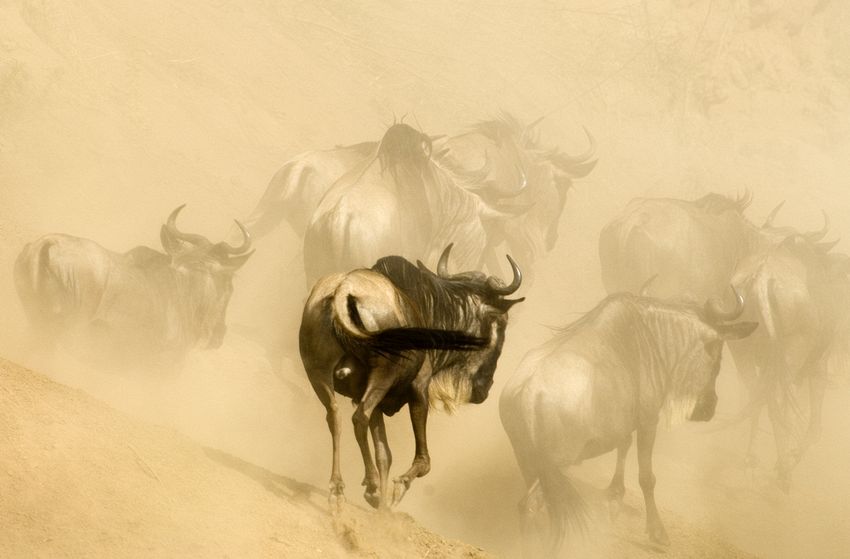 Wildebeest