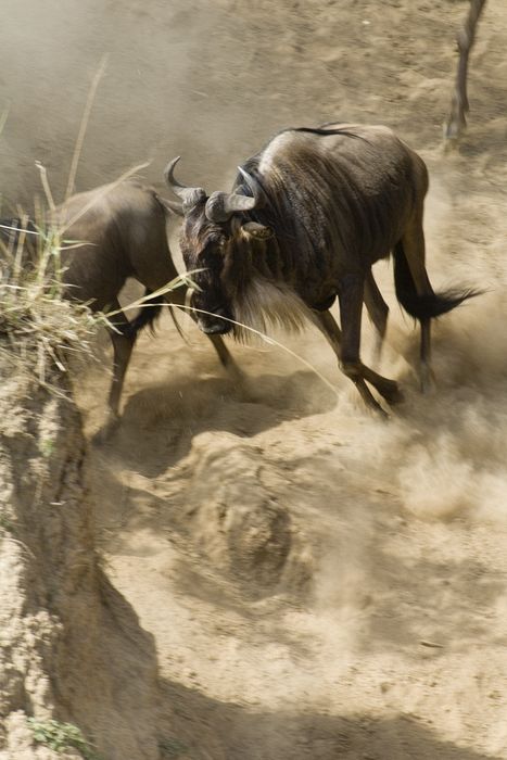 Wildebeest