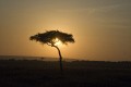 Acacia tree at sunrise
