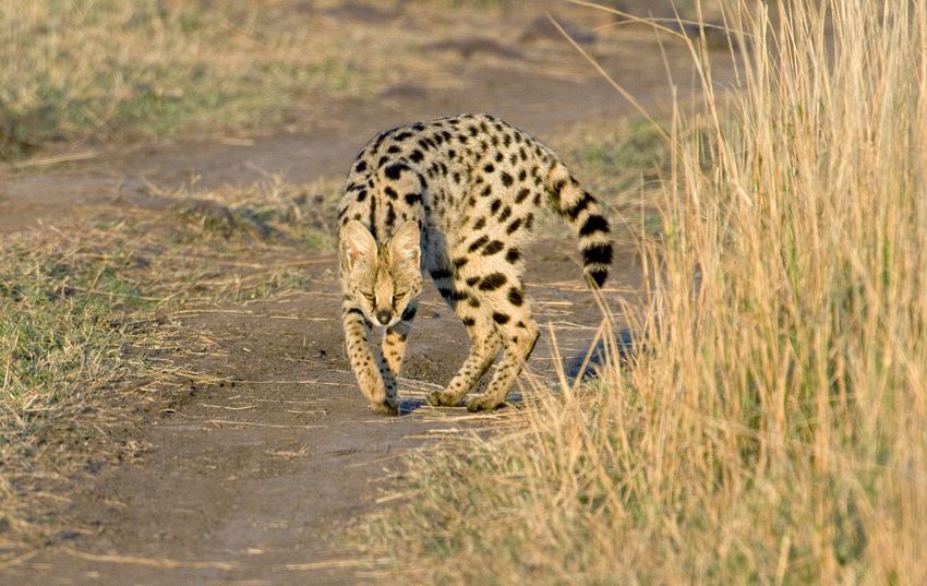 Serval cat