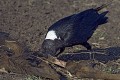 White naped raven