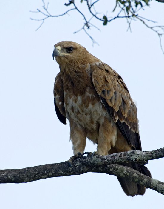 Tawny eagle