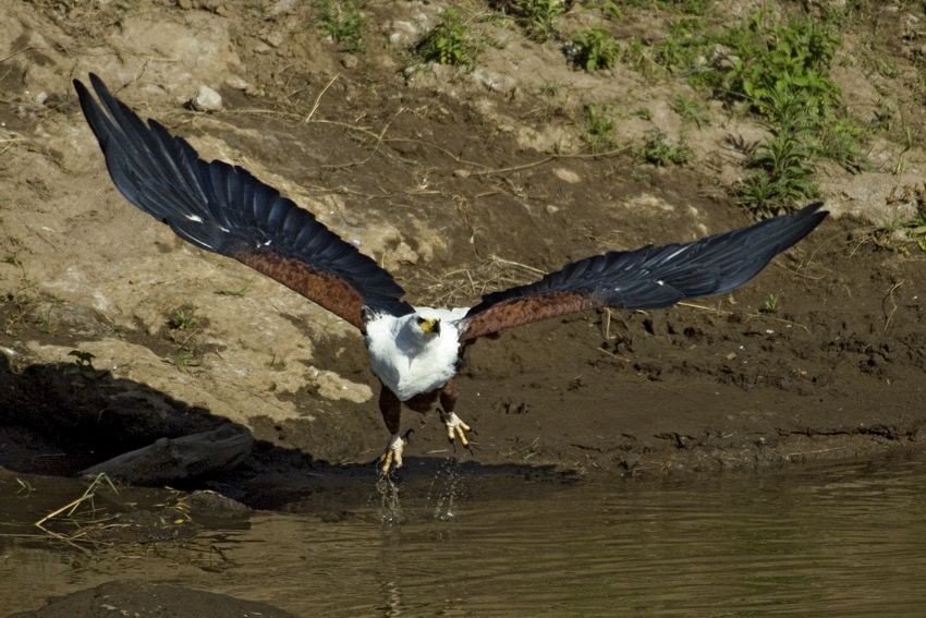Fish eagle taking off