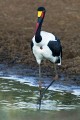 Female saddle-billed stork