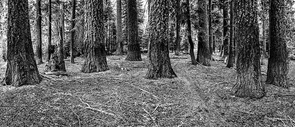 "Guardians of the Sierras"