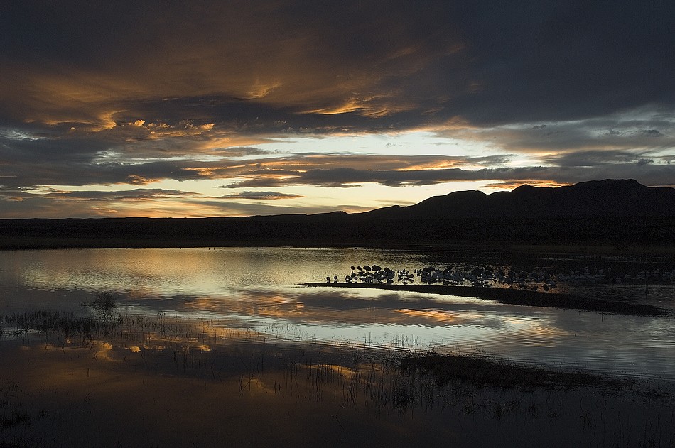 Dawn at Boque Del Apache, New Mexico