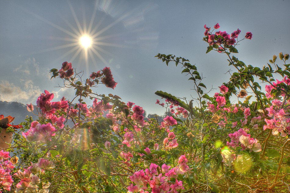 Dawn over our bougainvillea flowers